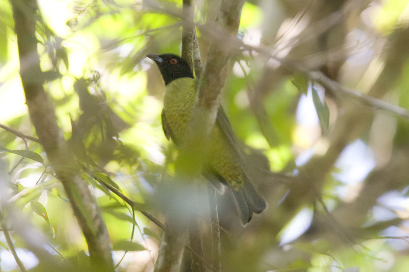 Black-headed Berryeater (Carpornis melanocephala) by AGrosset