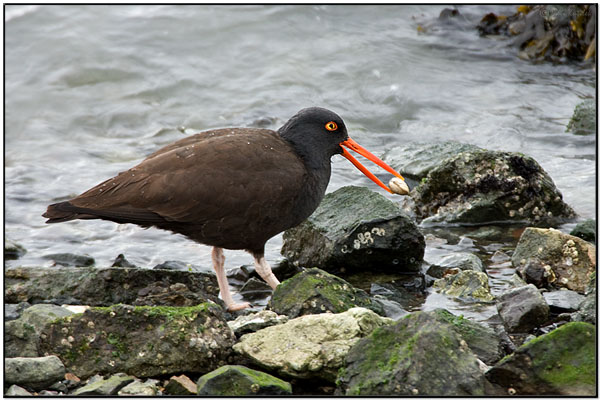 Black Oystercatcher (Haematopus bachmani) by Daves BirdingPix