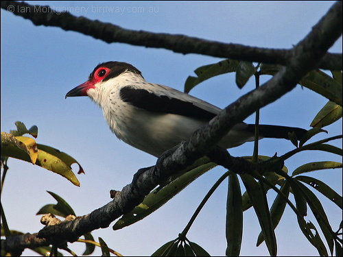 Black-tailed Tityra (Tityra cayana) by Ian