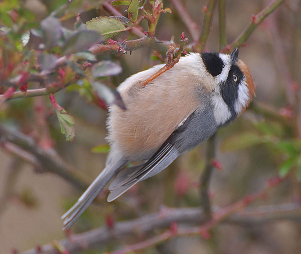 Black-throated Bushtit (Aegithalos concinnus) by Nikhil Devasar