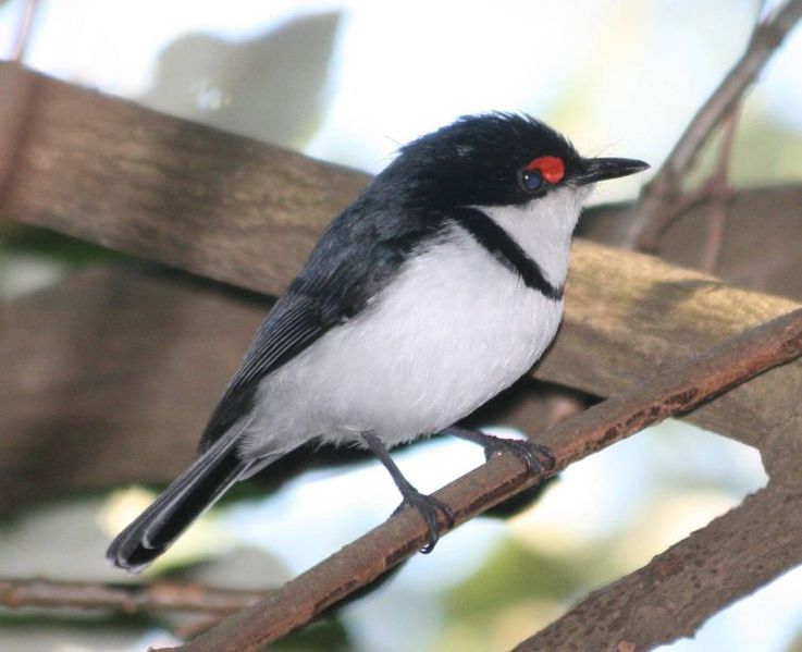 Black-throated Wattle-eye (Platysteira peltata) ©WikiC