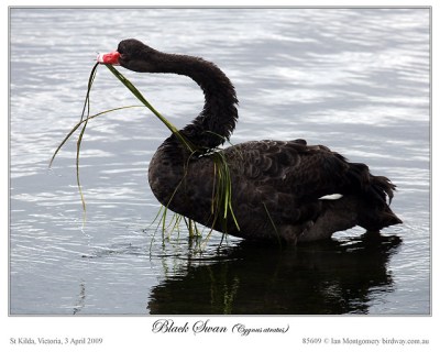 Black Swan (Cygnus atratus) by Ian
