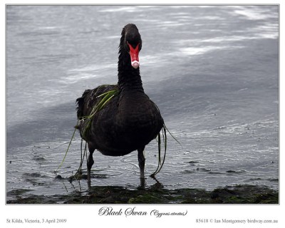 Black Swan (Cygnus atratus) by Ian