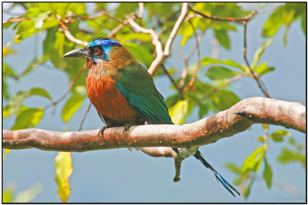 Blue-capped Motmot (Momotus momota) by Daves BirdingPix