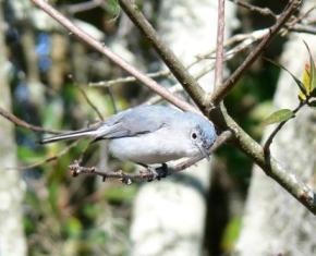 Blue-Gray Gnatcatcher at Circle B Reserve by Lee
