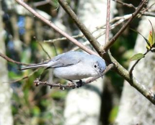 Blue-Gray Gnatcatcher at Circle B Reserve by Lee