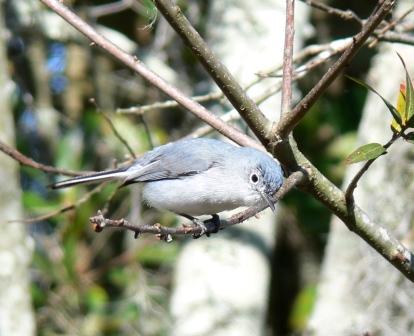 Blue-Gray Gnatcatcher at Circle B Reserve by Lee