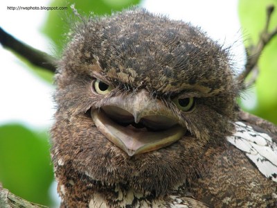 Bornean Frogmouth (Batrachostomus mixtus) juv ©©RichardWellis
