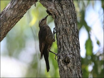 Brown Treecreeper (Climacteris picumnus) by Ian