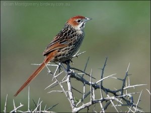 Cape Grassbird (Sphenoeacus afer) by Ian