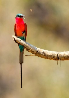 Carmine BeeEater by Marc at Africaddict