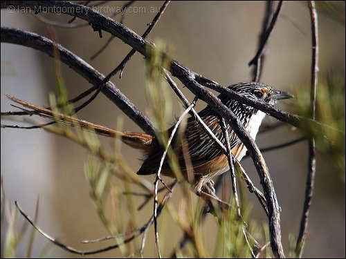 Carpentarian Grasswren (Amytornis dorotheae) by Ian