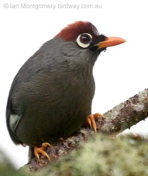 Chestnut-capped Laughingthrush (Garrulax mitratus) by Ian