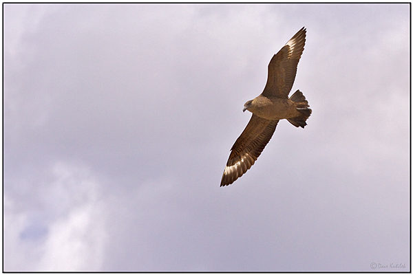 Chilean Skua (Stercorarius chilensis) by Daves BirdingPix