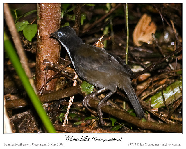 Chowchilla - Orthonychidae family - by Ian