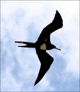 Christmas Frigatebird (Fregata andrewsi) by Ian