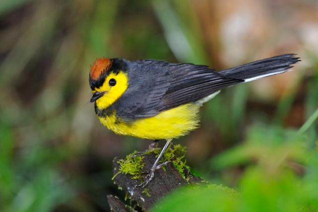 Collared Whitestart (Myioborus torquatus) by Reinier Munguia