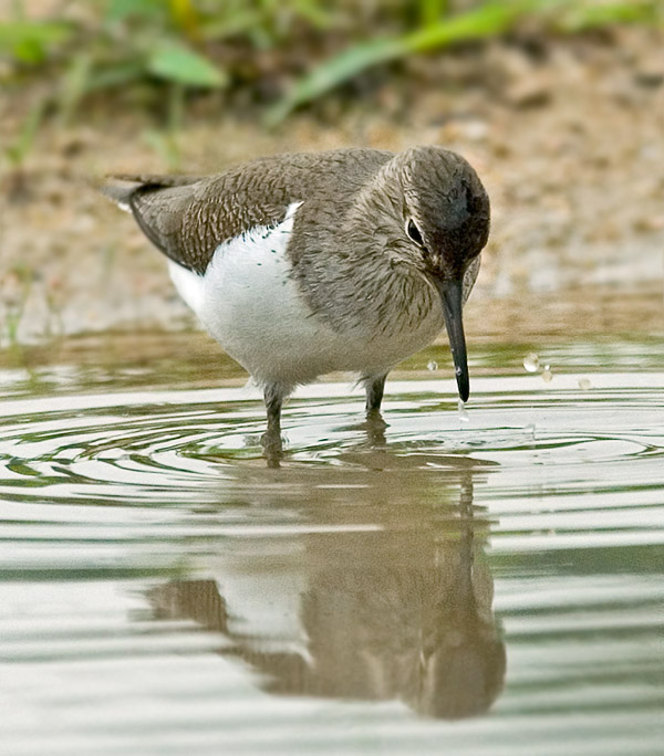 Common Sandpiper (Actitis hypoleucos) by W Kwong