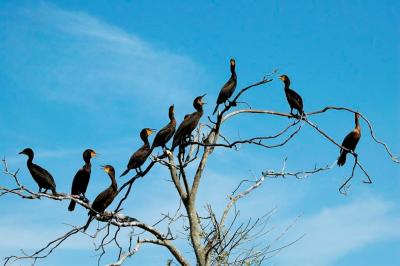 Cormorant Tree by Dan