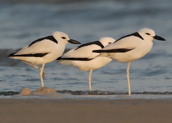 Crab-plover (Dromas ardeola) by Nikhil Devasar