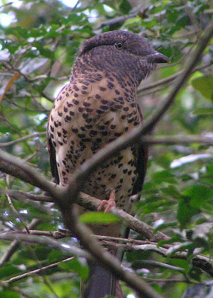Cuckoo Roller (Leptosomus discolor) from Wikipedia