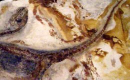 When I Consider! – DNA in&nbsp;Dinosaurs