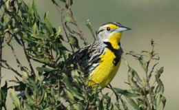 Bob White and Carol the Meadow Lark – Chapter&nbsp;14