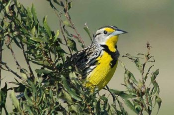 Eastern Meadowlark (Sturnella magna) by Bob-Nan