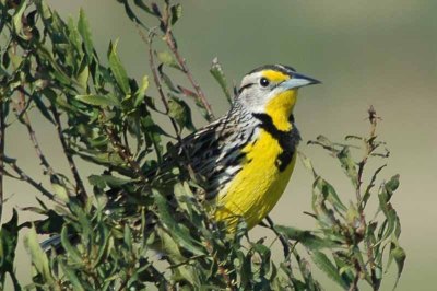 Eastern Meadowlark (Sturnella magna) by Bob-Nan