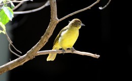 Sunday Inspiration – Wagtails and&nbsp;Pipits