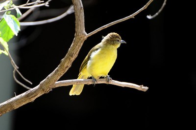 Eastern Yellow Wagtail (Motacilla tschutschensis) by Bob-Nan