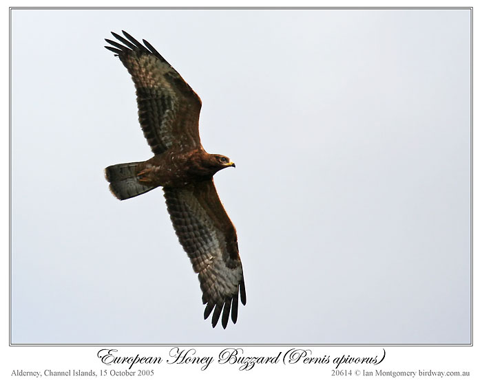 European Honey Buzzard (Pernis apivorus) by Ian 1