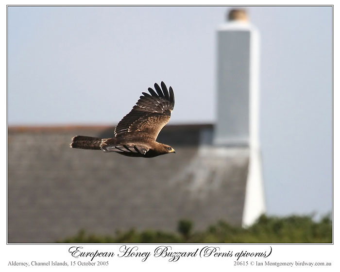 European Honey Buzzard (Pernis apivorus) by Ian 2