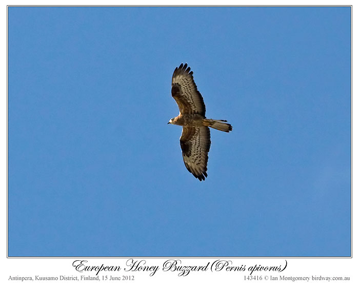 European Honey Buzzard (Pernis apivorus) by Ian 3