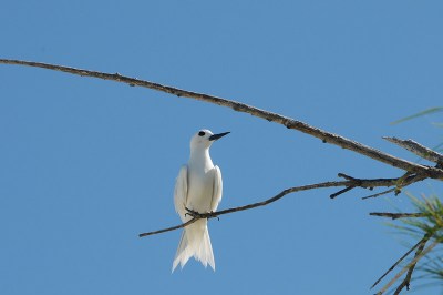 Fairy Tern (Sternula nereis) by Bob & Nan