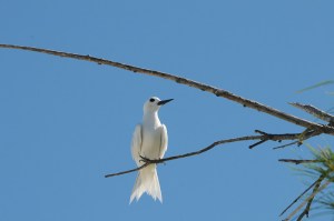 Fairy Tern (Sternula nereis) by Bob & Nan