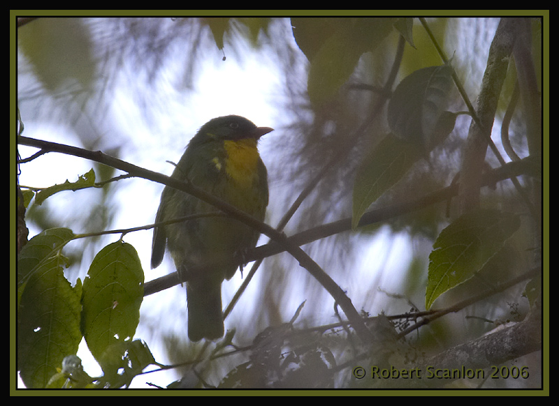 Golden-breasted Fruiteater (Pipreola aureopectus) by Robert Scanlon