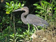 Great-billed Heron (Ardea sumatrana) by Ian