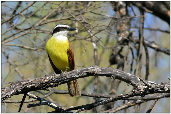 Great Kiskadee (Pitangus sulphuratus) by Daves BirdingPix