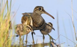 For The Sheer Joy of Variety! – Creation&nbsp;Moments