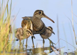 Greater Painted Snipe (Rostratula benghalensis) by W Kwong