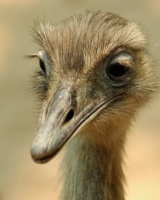 Greater Rhea (Rhea americana) by Wayne Deeker©WikiC