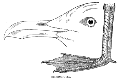 Gull Beak and Feet