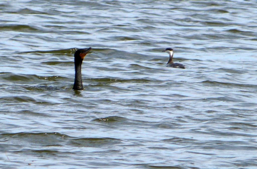 Horned Grebe (Podiceps auritus) by Lee at Lake Parker