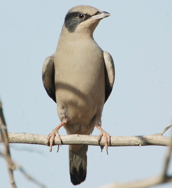 Hypocolius (Hypocolius ampelinus) by Nikhil Devasar
