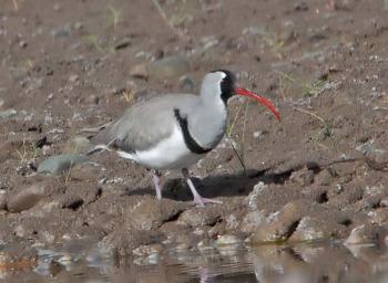 Ibisbill (Ibidorhyncha struthersii) by Nikhil Devasar
