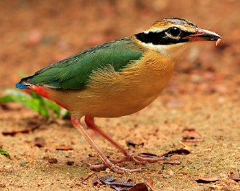 Indian Pitta (Pitta brachyura) ©WikiC