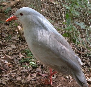 Kagu (Rhynochetos jubatus) Wikipedia