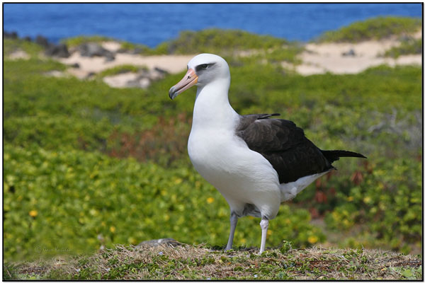 Laysan Albatross (Phoebastria immutabilis) by Daves BirdingPix