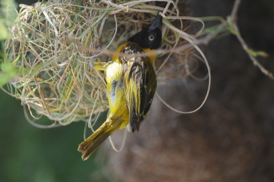 Lesser Masked Weaver (Ploceus intermedius) by Bob-Nan